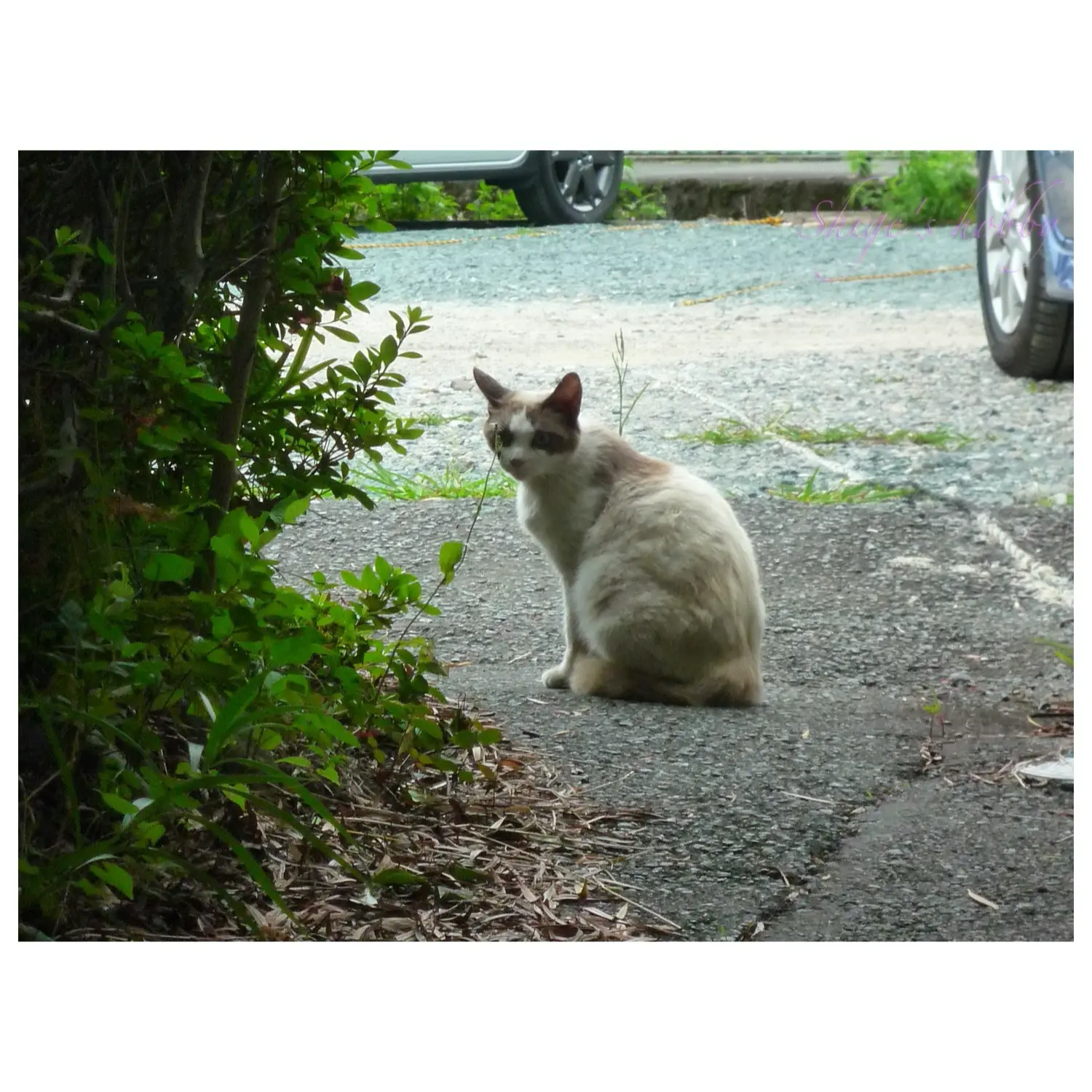 猫・Cat