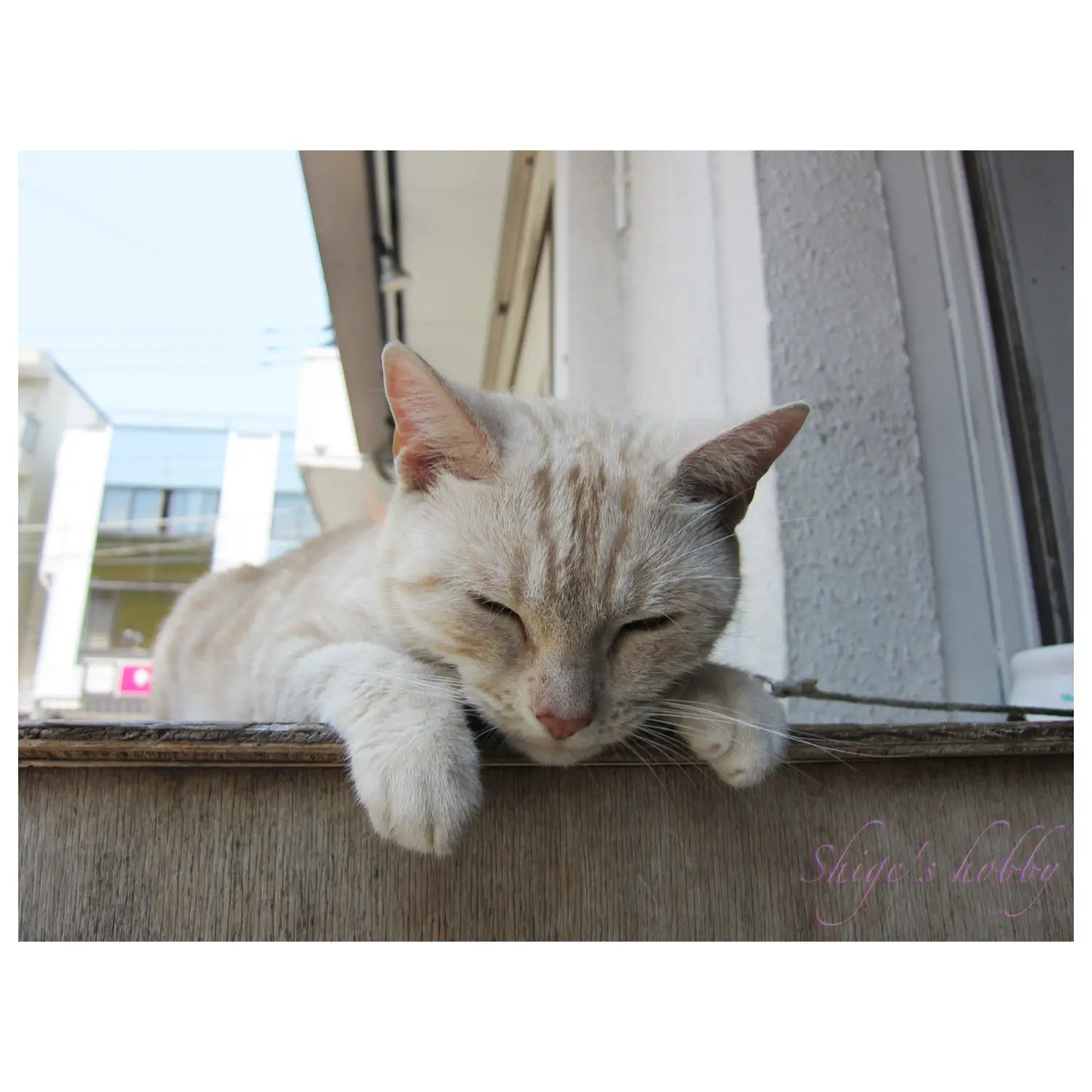 Round & edge IXY CANON IXY 30S – Shige's hobby
