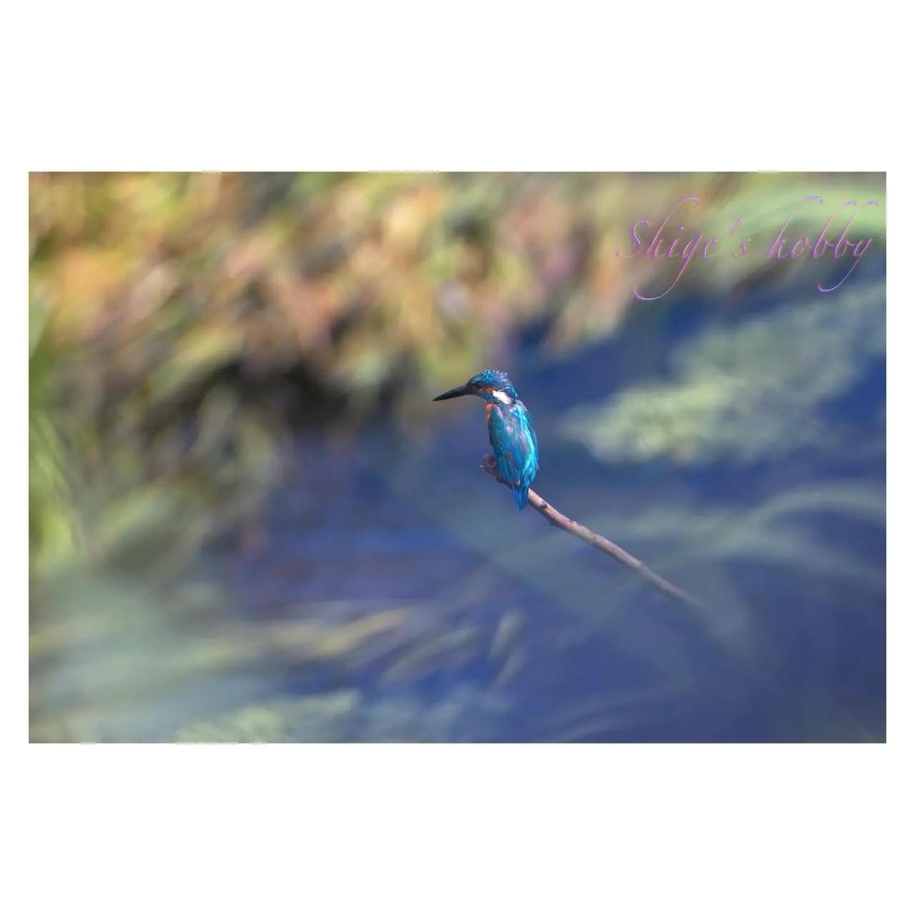カワセミ・Kingfisher