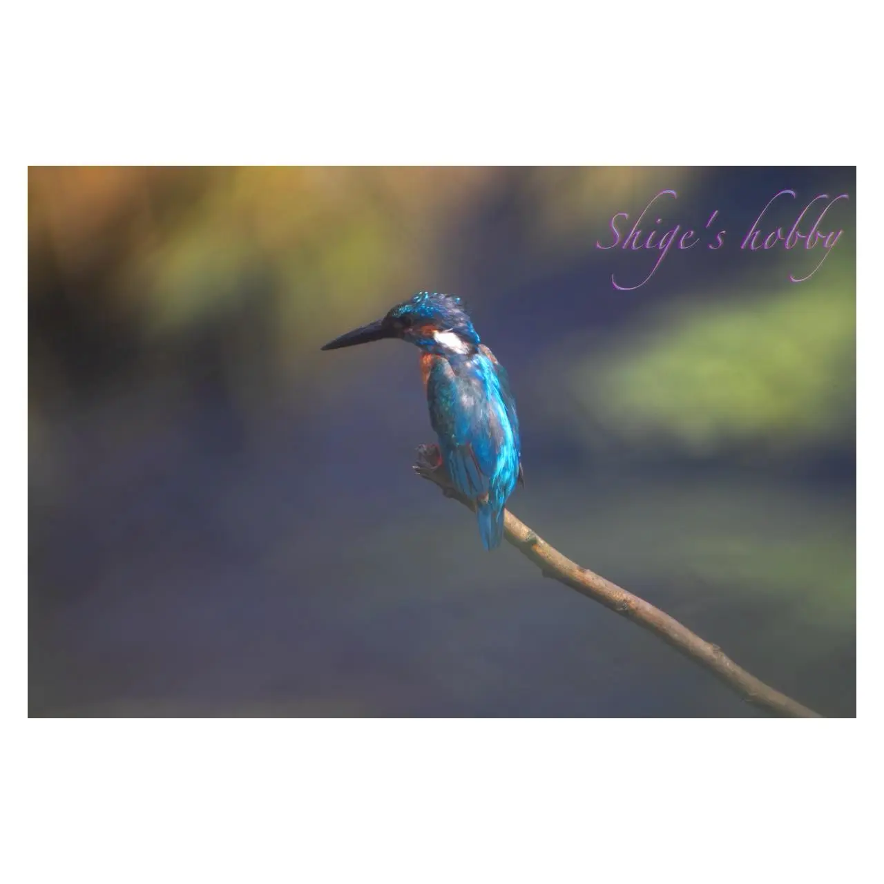 カワセミ・Kingfisher