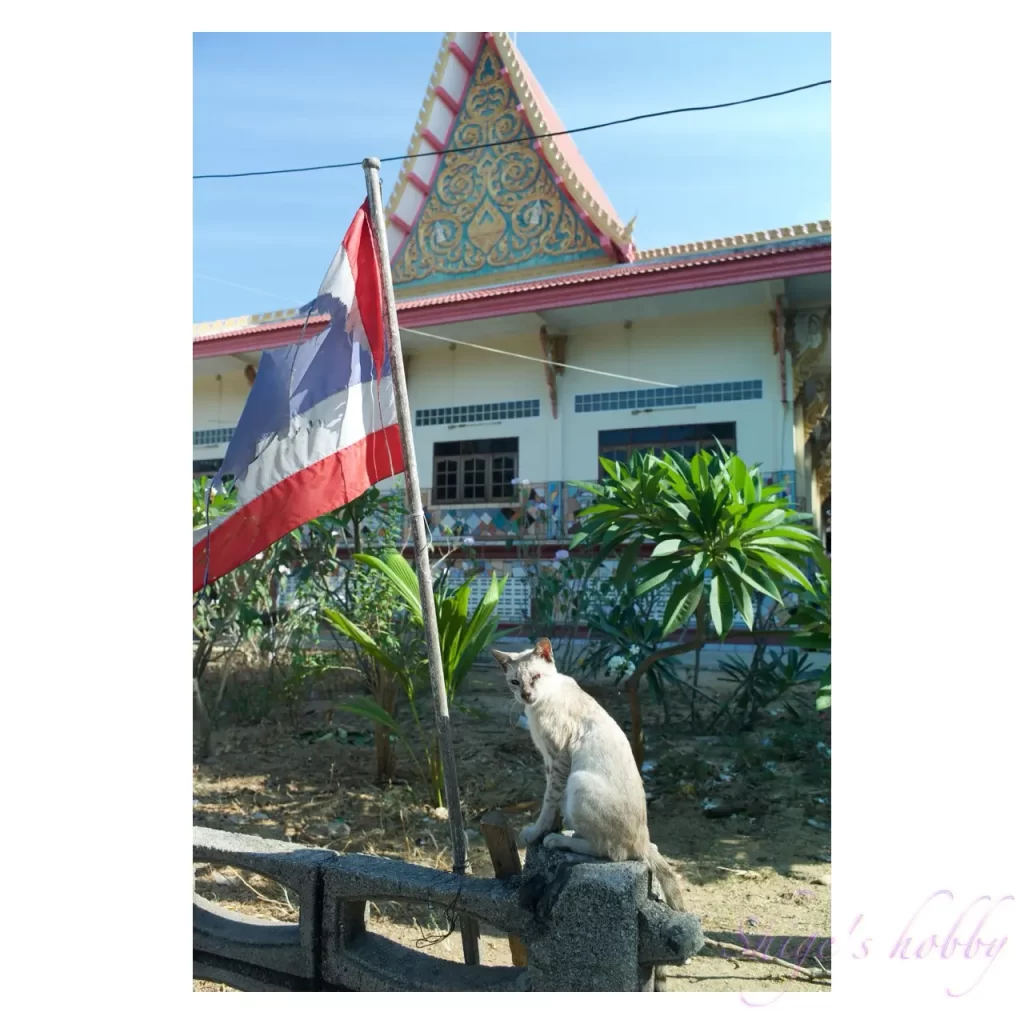 タイの猫・Thai Cat