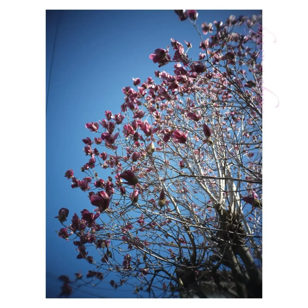 紫木蓮・Magnolia flowers