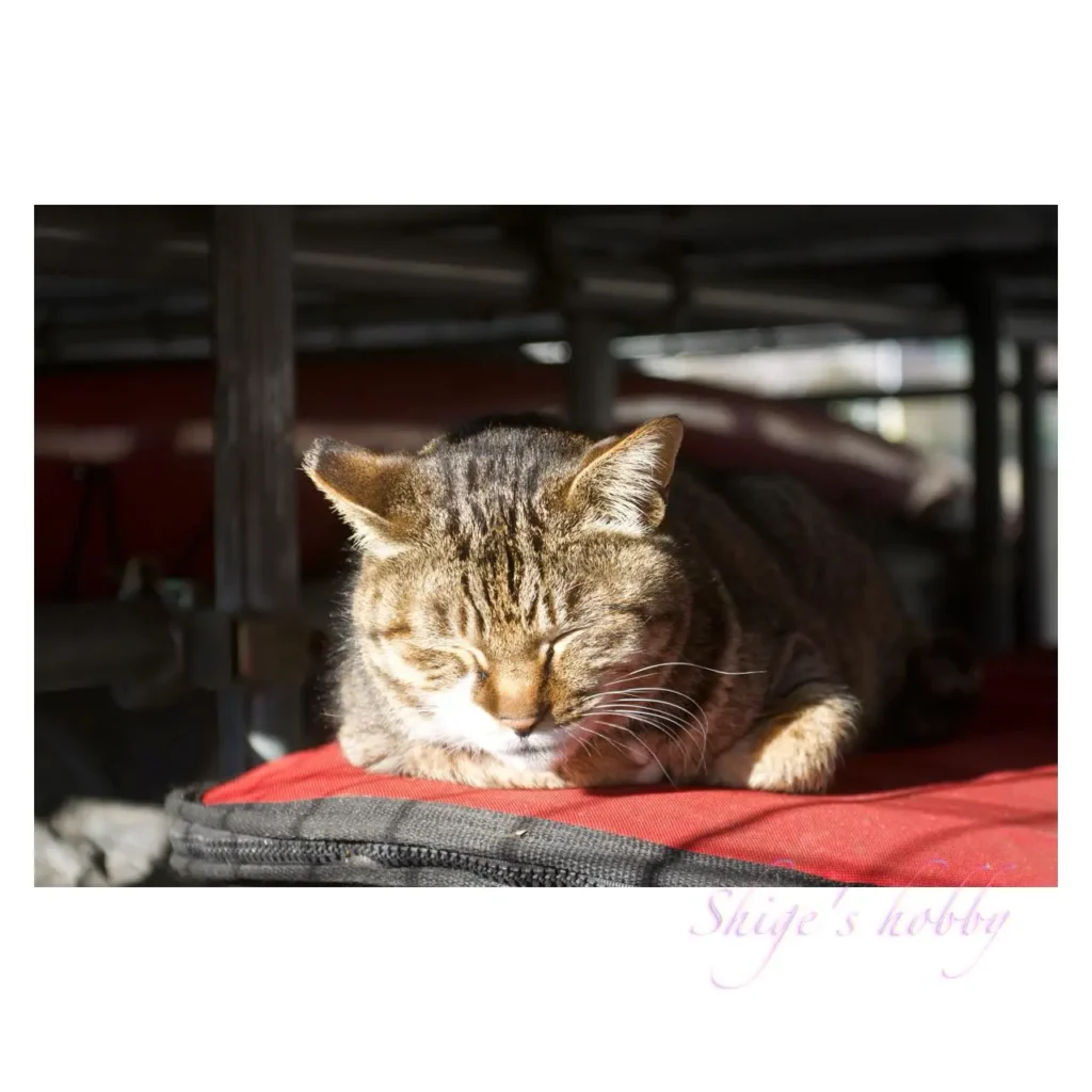 猫・Cat
