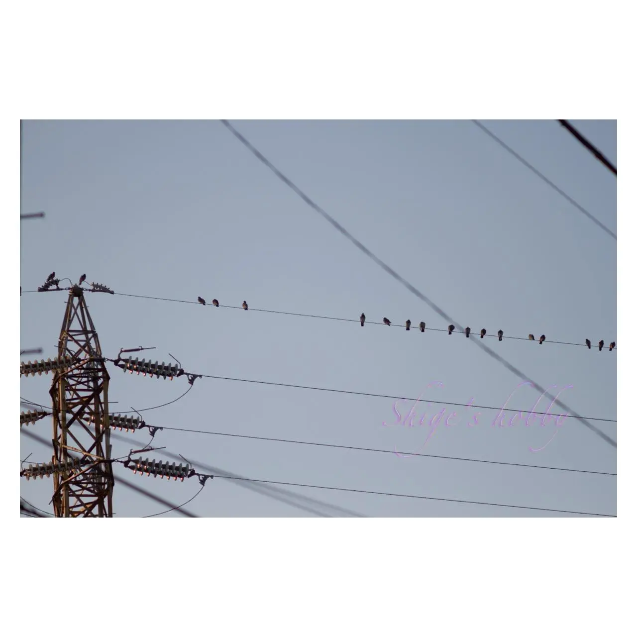 ハトと電線・Pigeons and power lines