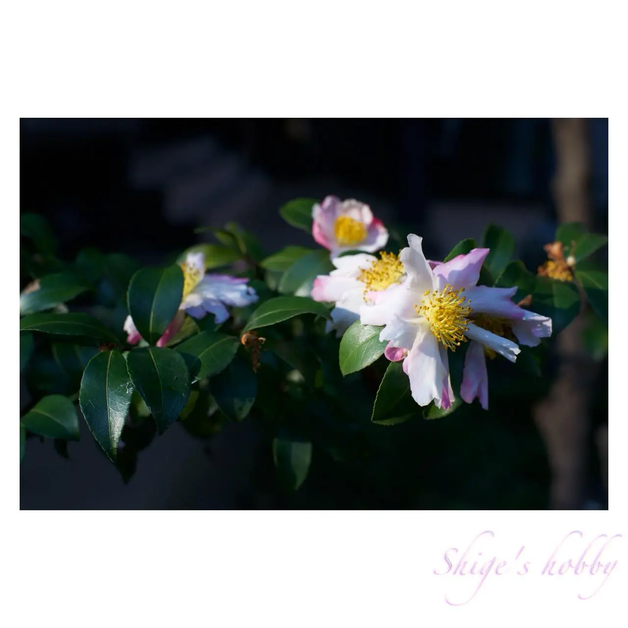 SONY AF 50mm F1.4 +α900 Aperture F5.6