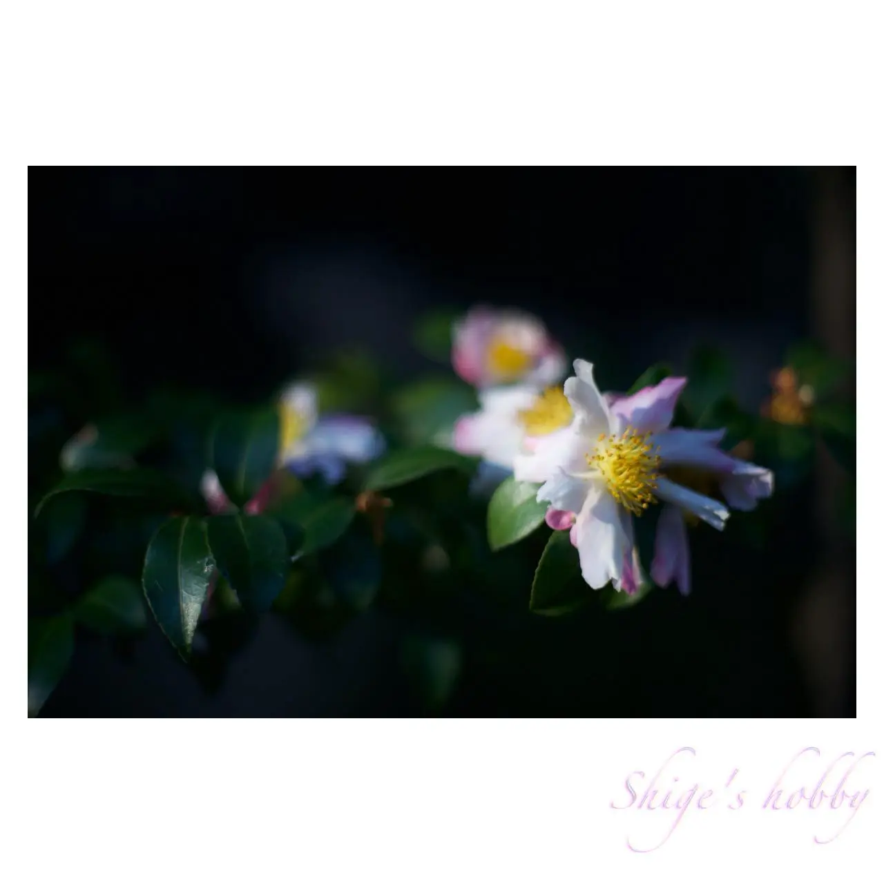 SONY AF 50mm F1.4 +α900 Aperture F1.4