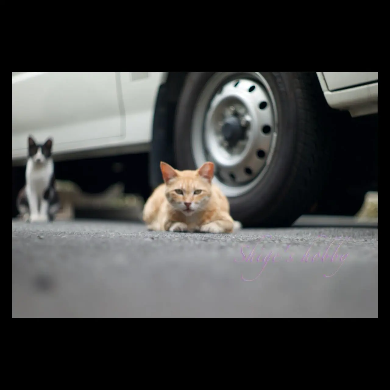 The cat is out of focus