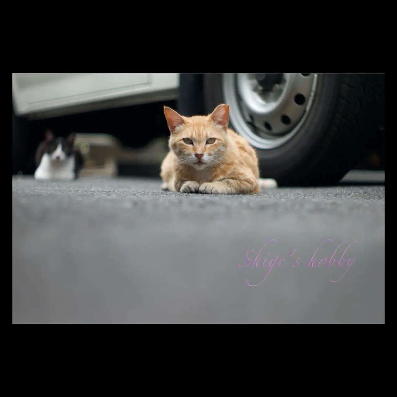 The cat is in focus