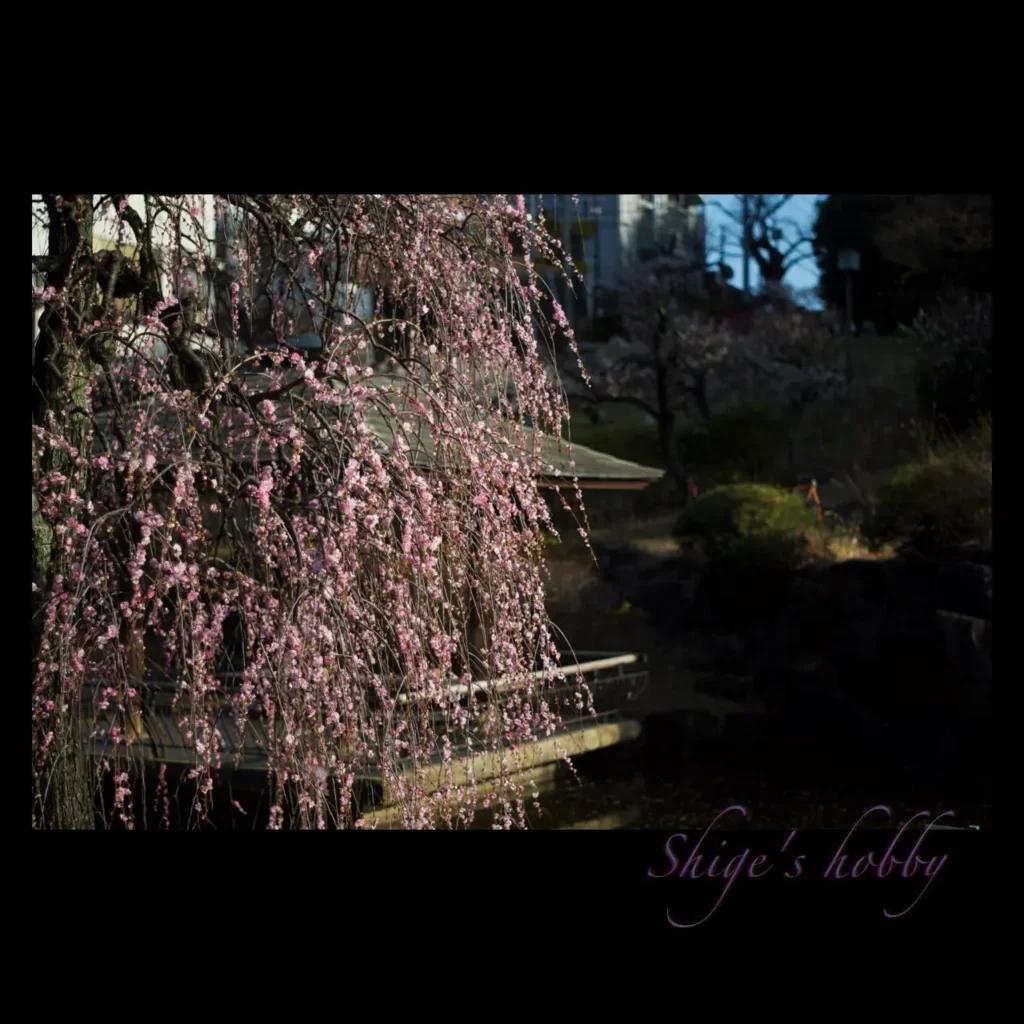 梅・Plum blossom