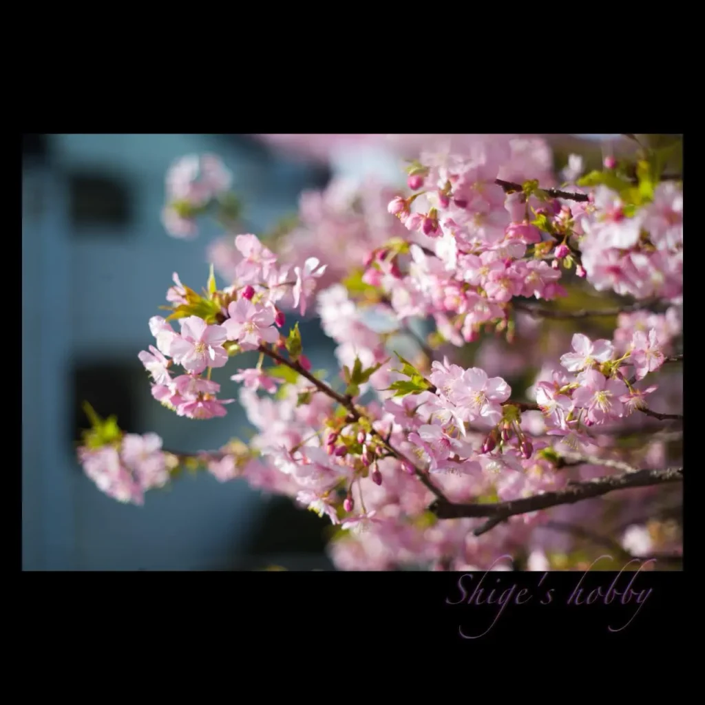 河津桜・Kawadu Cherry Blossom