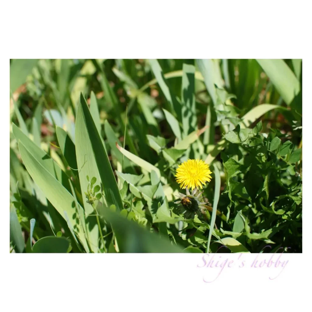 SONY α NEX-C3 +LEICA SUMMILUX R 50mm E60 +SpeedBooster Ultra-0.71x(F5.6→F4)
