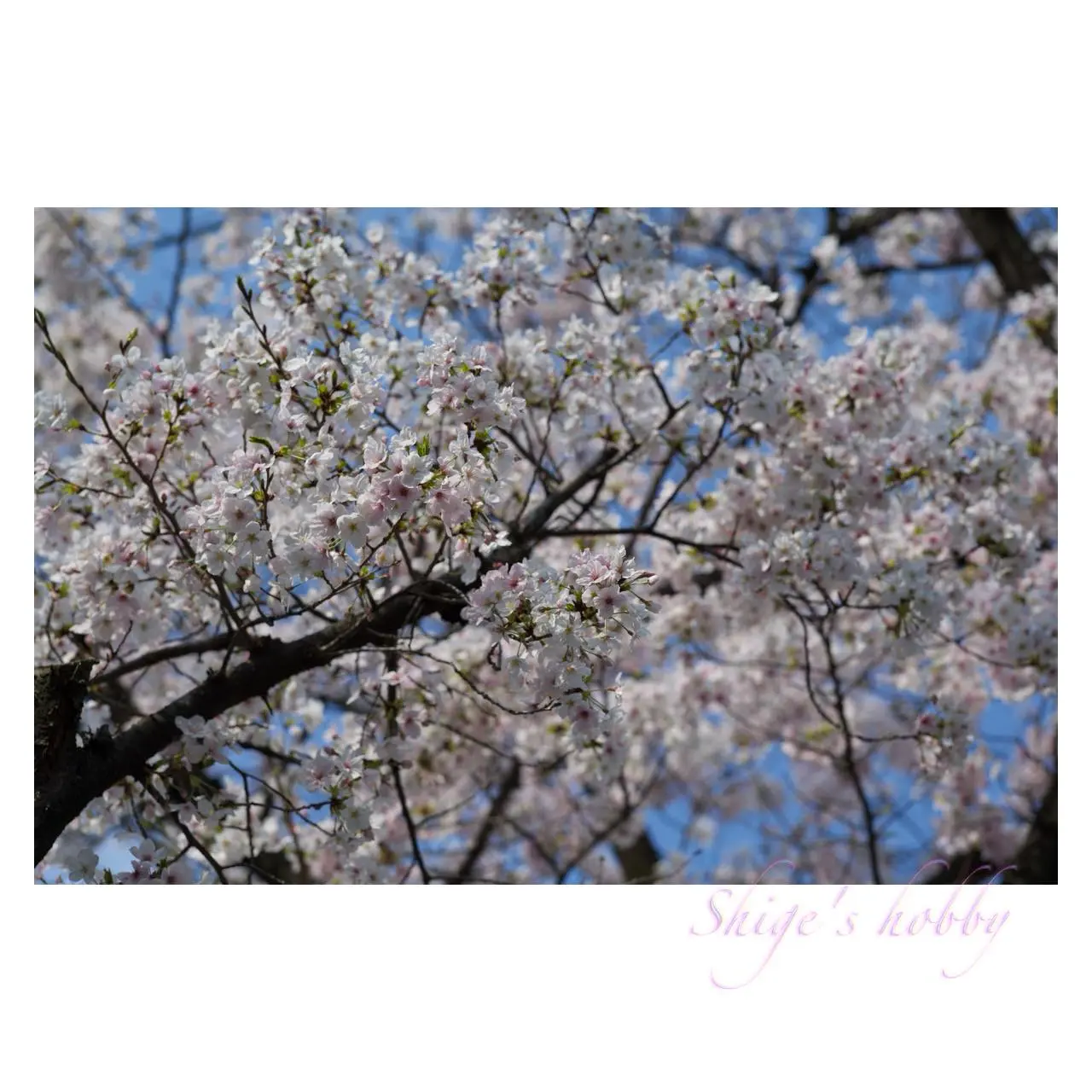 桜・Cherry Blossom(F4.5)