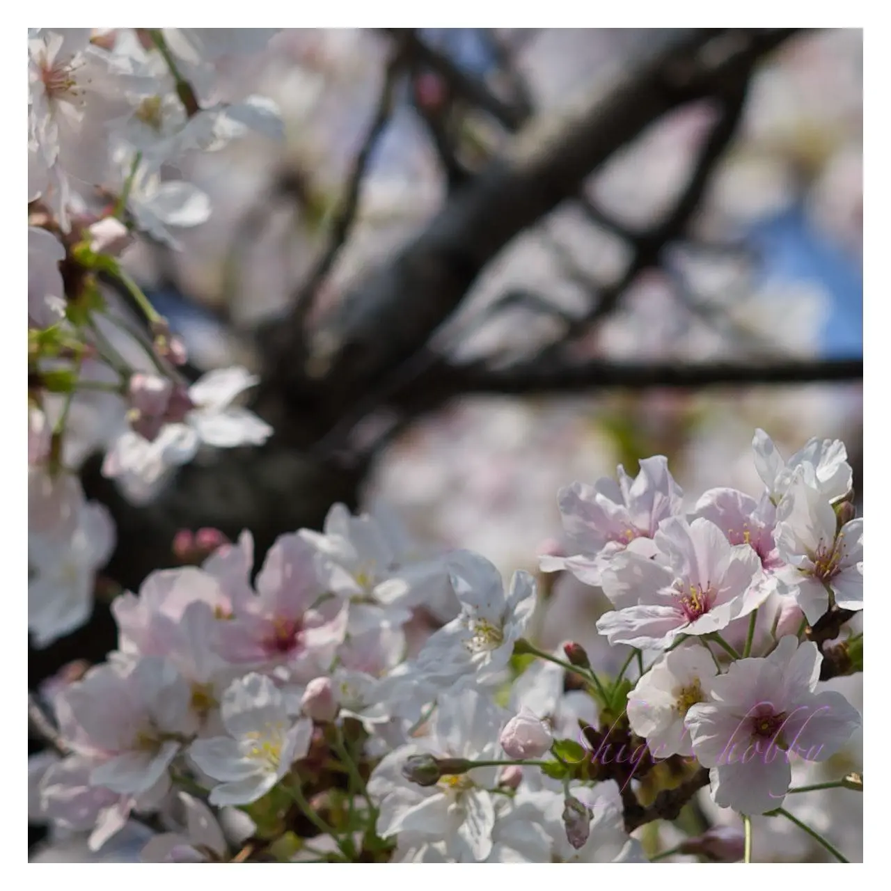 桜・Cherry Blossom(F4.5 Center Real size)