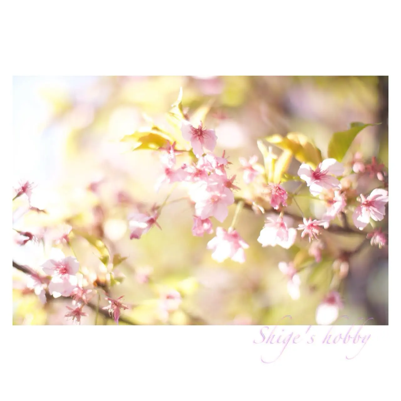 SONY α NEX-C3 +LEICA SUMMILUX R 50mm E60 +SpeedBooster Ultra-0.71x(1.4→F1)