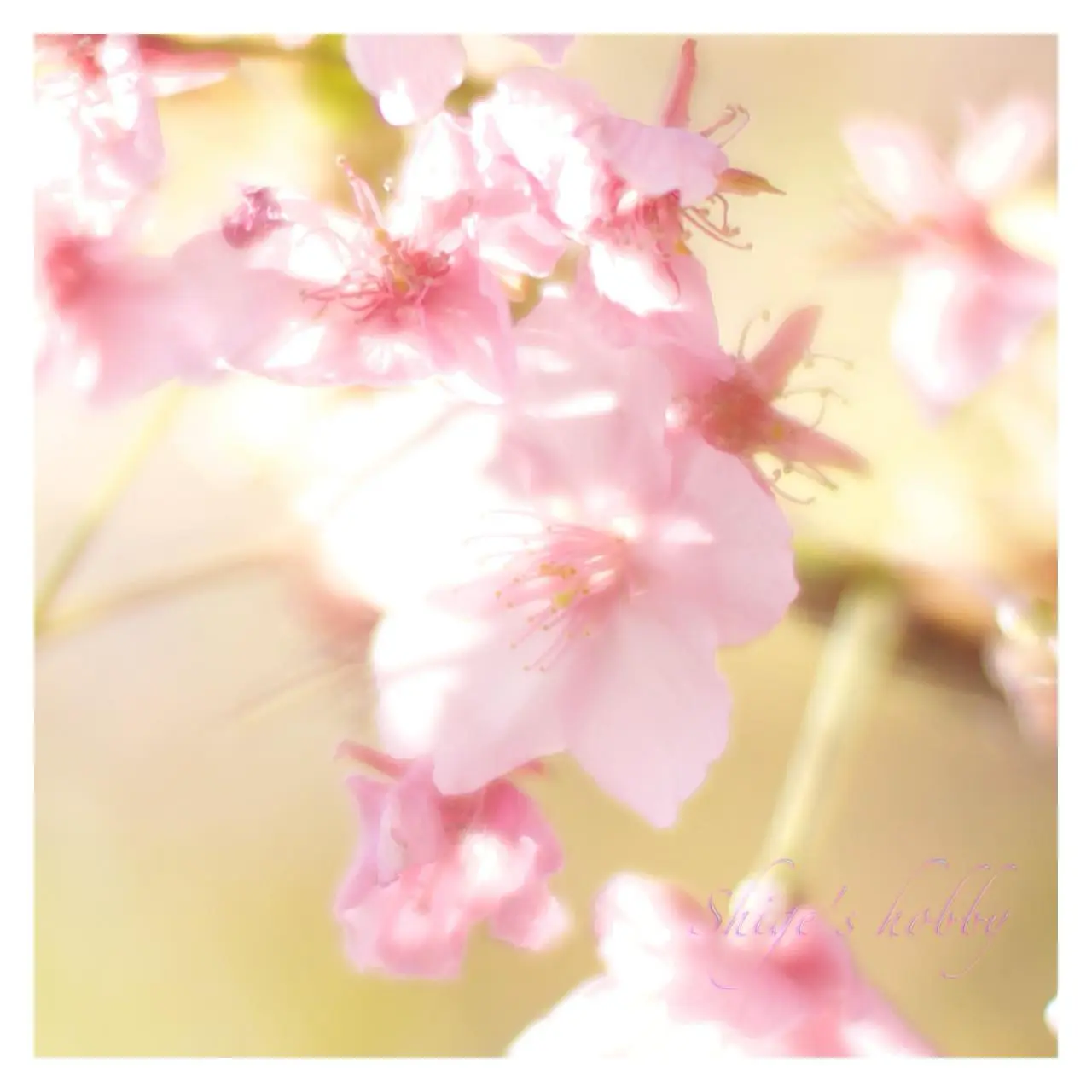 SONY α NEX-C3 +LEICA SUMMILUX R 50mm E60 +SpeedBooster Ultra-0.71x(1.4→F1)