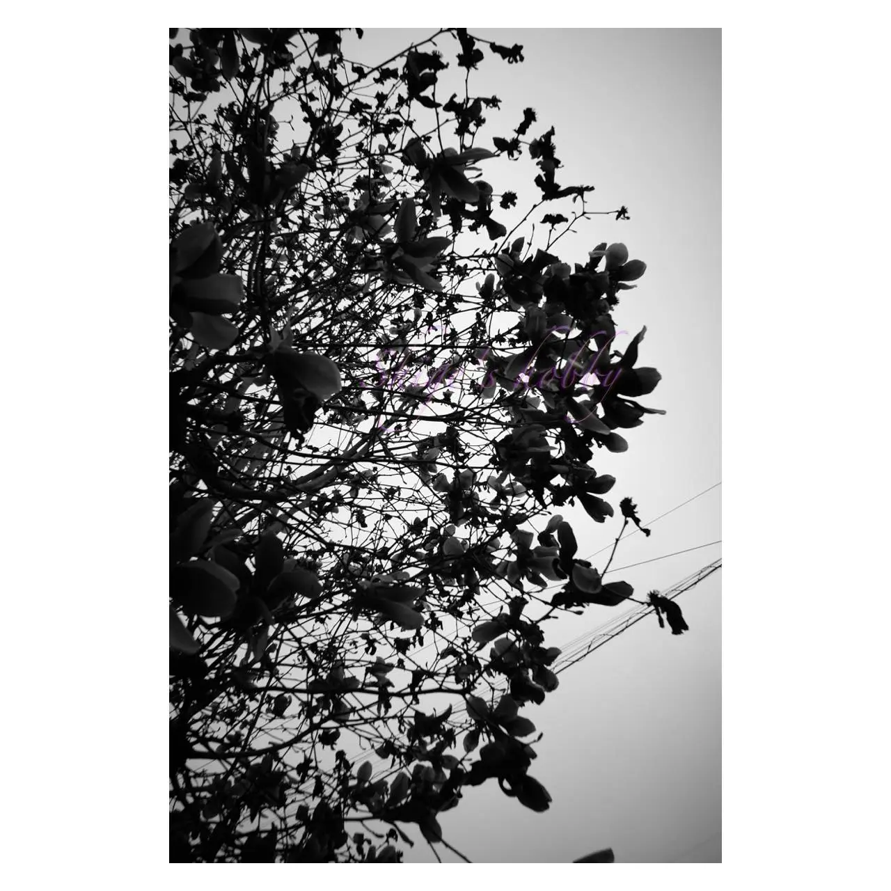 Monochrome Photo