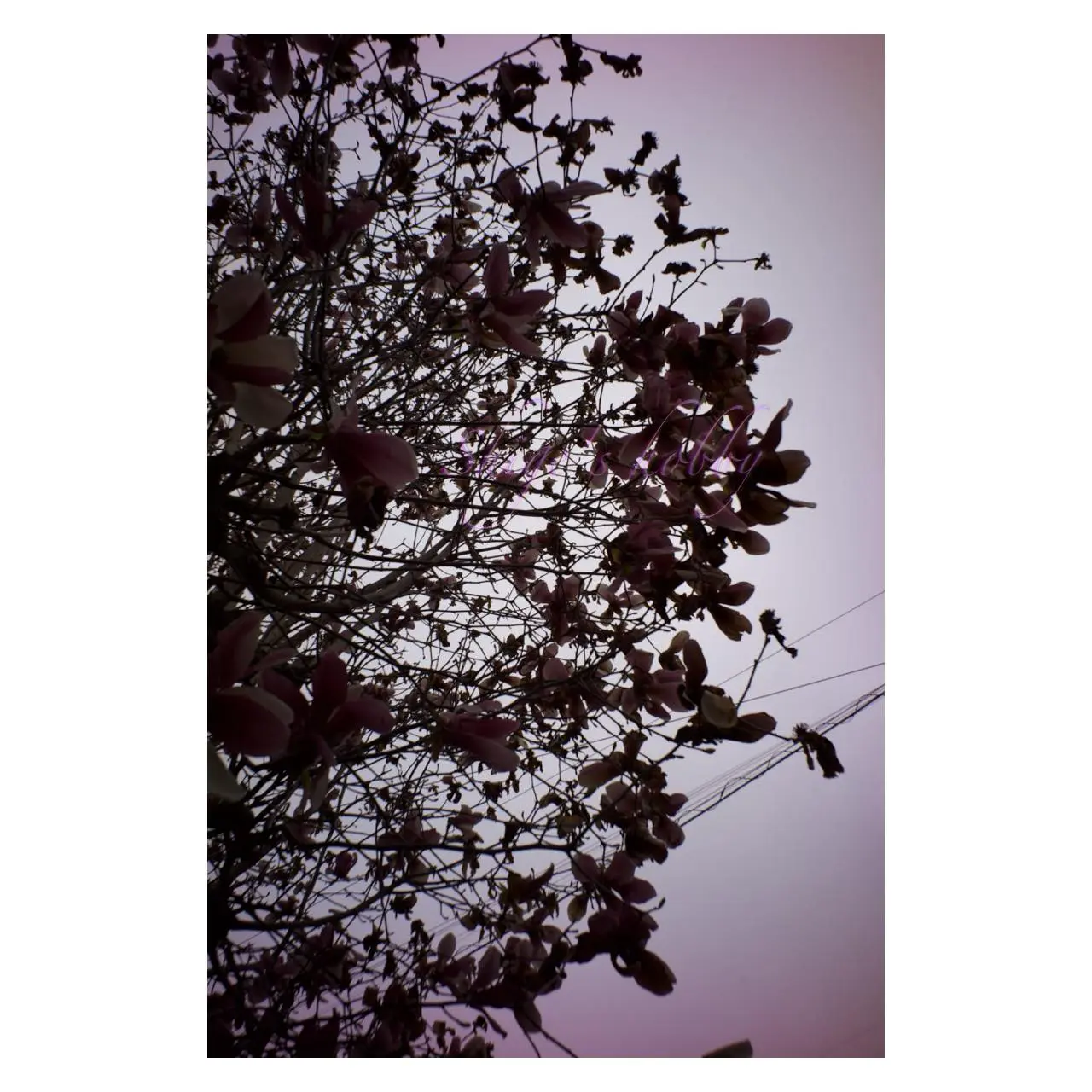 Color photo