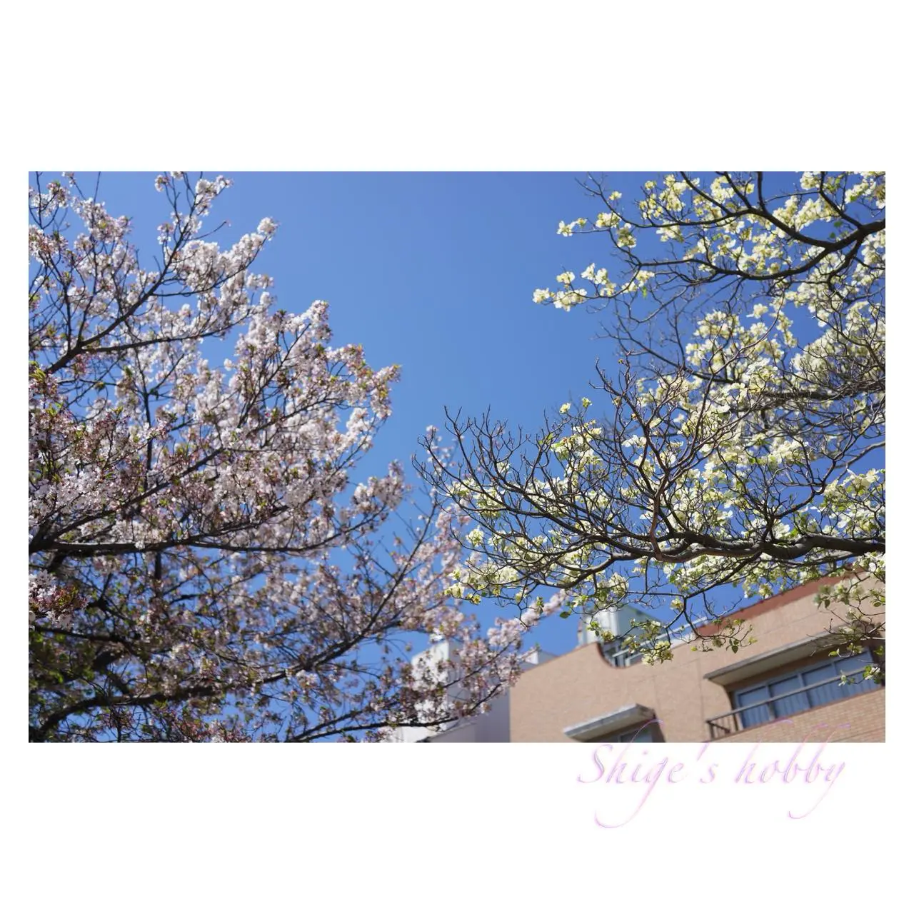 Cherry blossoms and dogwood