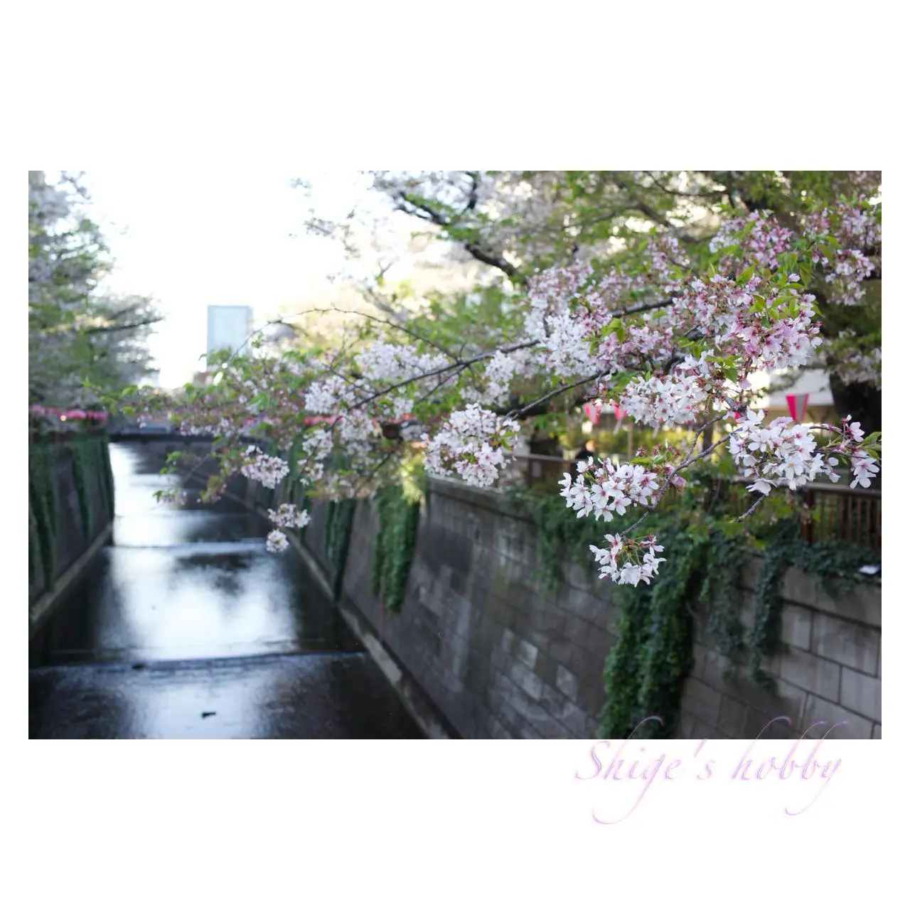 目黒川