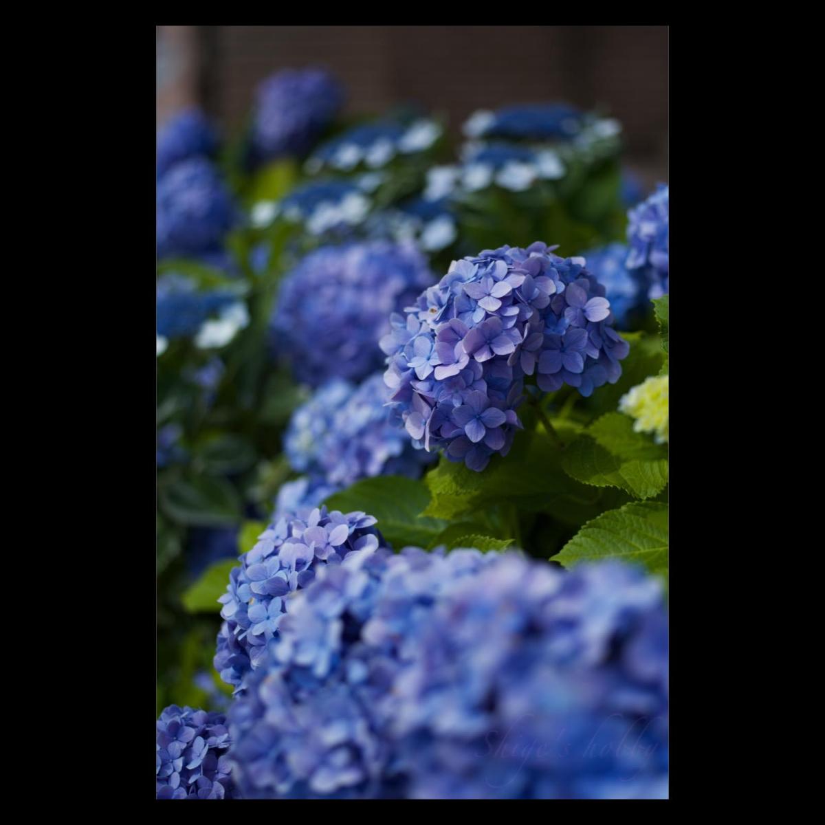 Hydrangea