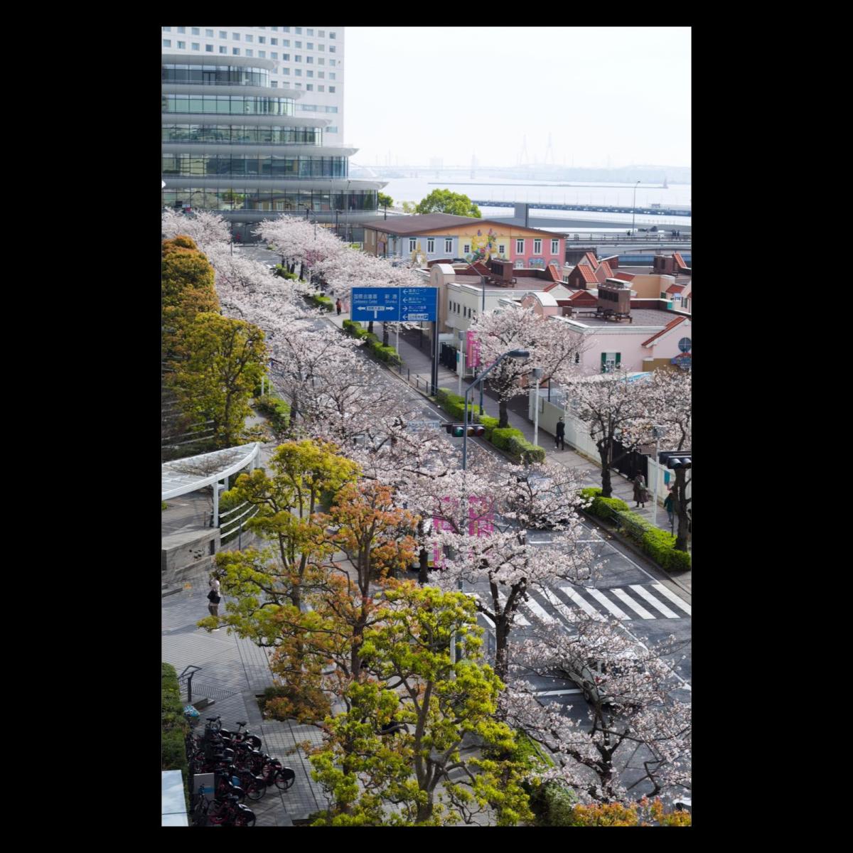 Minatomirai Cherry blossom road