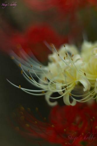 White Spider lily