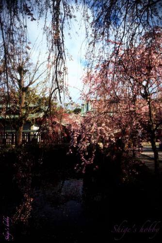 Cherry blossom in Mishima-taisha