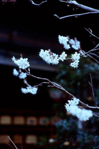 Winter Cherry Blossoms