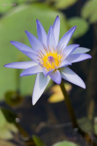 Water lilly