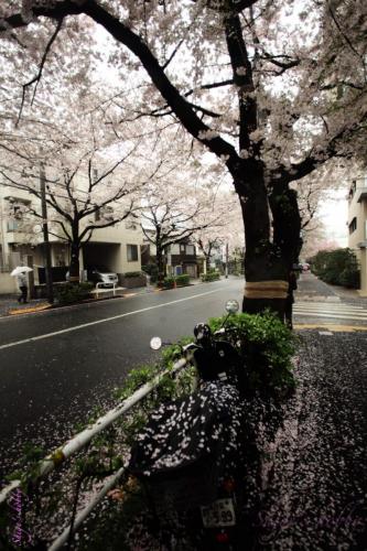 Cherry blossom