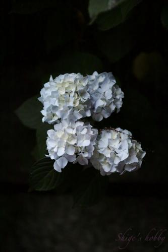 hydrangea
