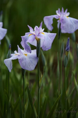 Iris