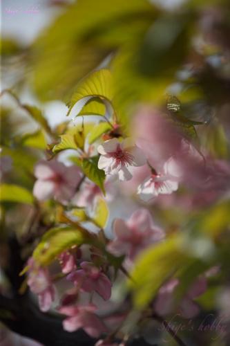 Cherry blossom
