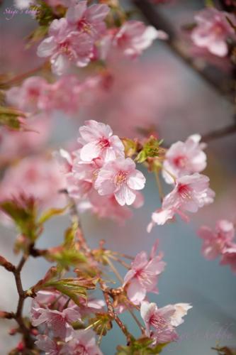 Cherry blossom