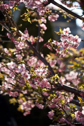 Cherry blossom