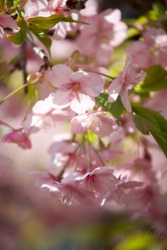 Cherry blossom /150mm