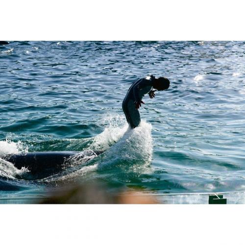 Kamogawa Sea World /鴨川シーワールド
