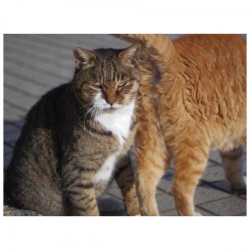 Cats