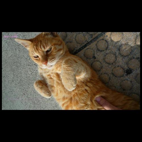 服従ポーズのネコ Cat in obedience pose