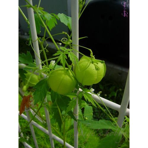 husk tomato