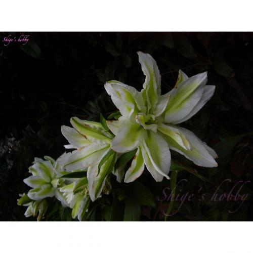lily flower