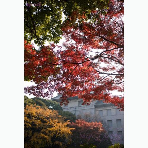 Autumn leaves at Tokyo National Museum