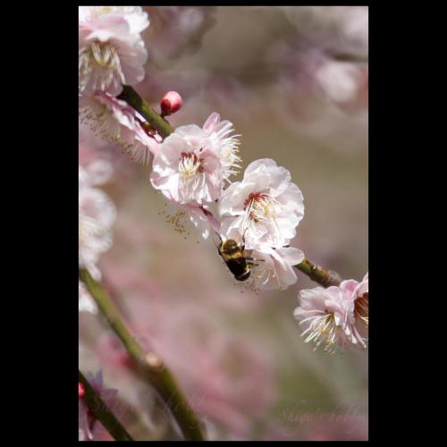 Plum with bee