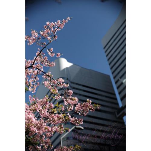 Cherry blossom