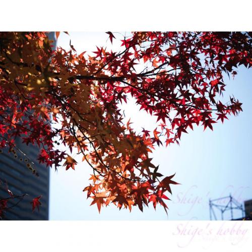 紅葉 / leaves turning red