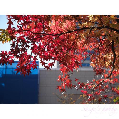 紅葉 / leaves turning red