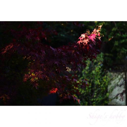Red leaf