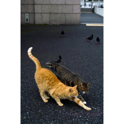 Cats