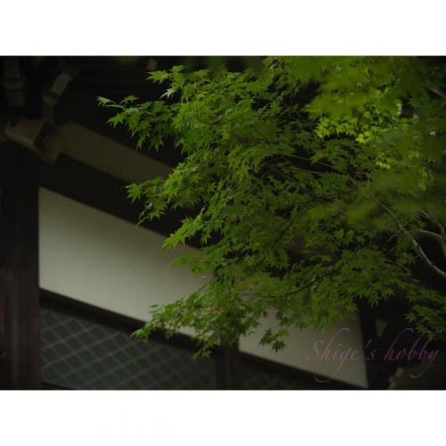 Japanese maple (Acer japonicum)