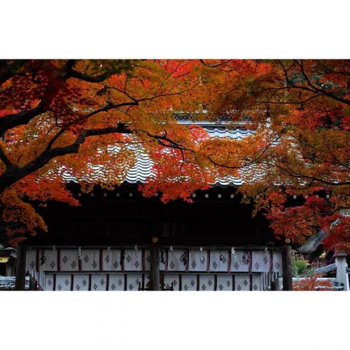 Autumn Leaves in Kyoto /京都の紅葉